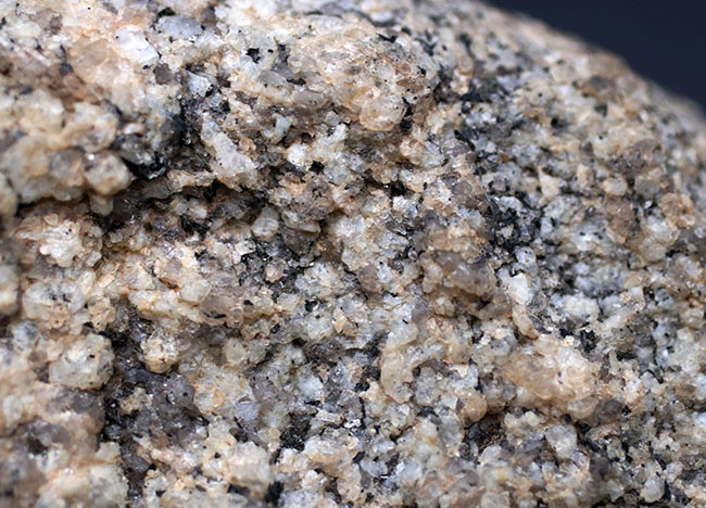 ６４年前に昭和基地近くで採取された南極の石。研究機関により長らく保存（その7）