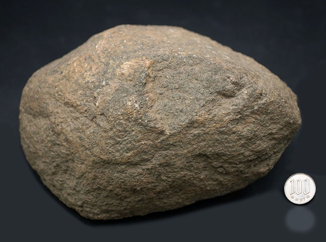 ６４年前に昭和基地近くで採取された南極の石。研究機関により長らく保存（その8）