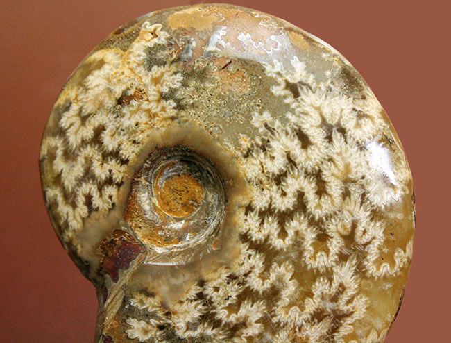 両面ともに縫合線で覆われたマダガスカル産のアンモナイト（Ammonite sp.）（その1）