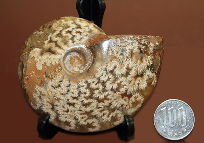 両面ともに縫合線で覆われたマダガスカル産のアンモナイト(Ammonite sp.)(その10)