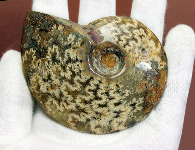 両面ともに縫合線で覆われたマダガスカル産のアンモナイト（Ammonite sp.）（その2）