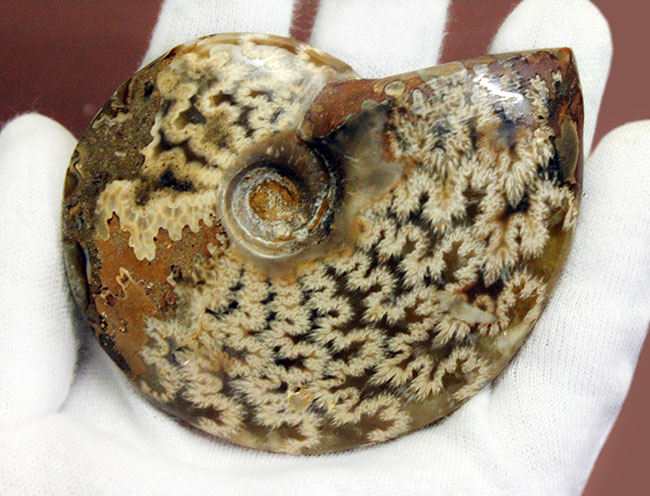 両面ともに縫合線で覆われたマダガスカル産のアンモナイト（Ammonite sp.）（その3）