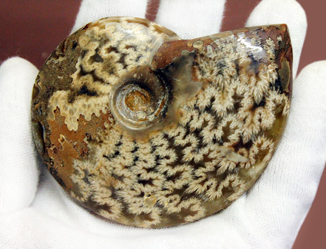 両面ともに縫合線で覆われたマダガスカル産のアンモナイト(Ammonite sp.)(その3)