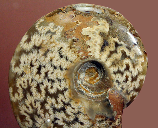 両面ともに縫合線で覆われたマダガスカル産のアンモナイト(Ammonite sp.)(その4)