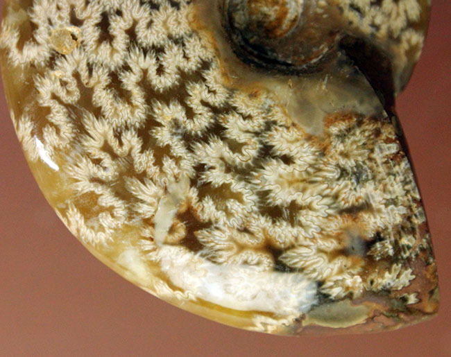 両面ともに縫合線で覆われたマダガスカル産のアンモナイト（Ammonite sp.）（その5）