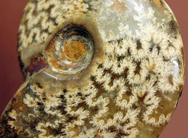 両面ともに縫合線で覆われたマダガスカル産のアンモナイト(Ammonite sp.)(その6)