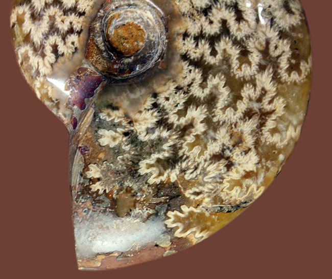 両面ともに縫合線で覆われたマダガスカル産のアンモナイト(Ammonite sp.)(その7)