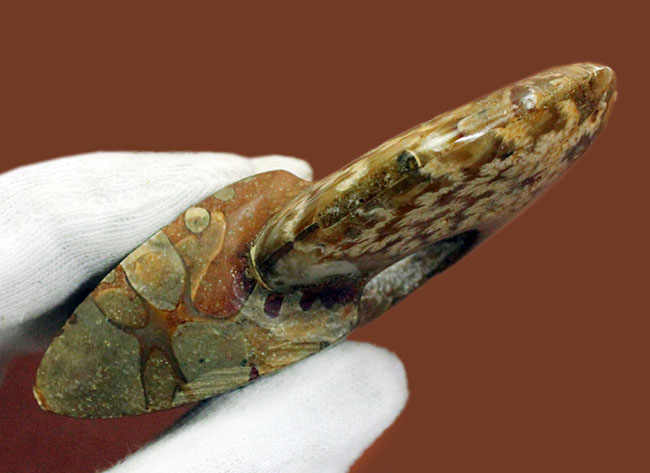 両面ともに縫合線で覆われたマダガスカル産のアンモナイト(Ammonite sp.)(その8)