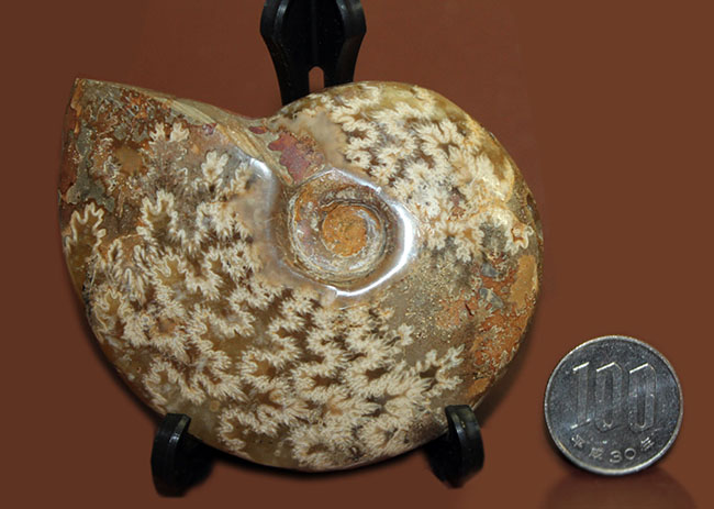 両面ともに縫合線で覆われたマダガスカル産のアンモナイト（Ammonite sp.）（その9）