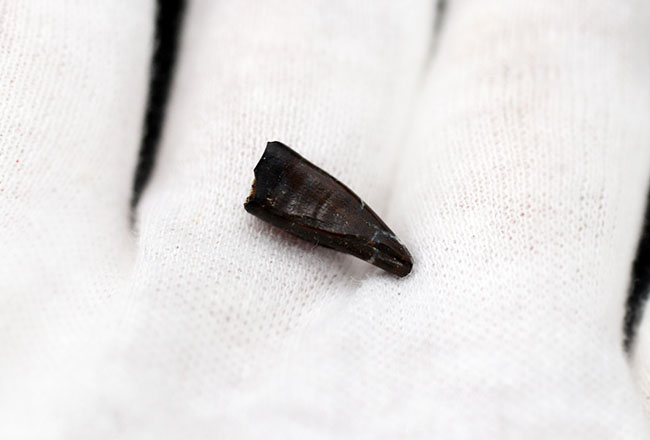 リーズナブルプライスにてご紹介、北米白亜紀後期の地層から採集された獣脚類の前上顎骨歯の歯化石（その3）
