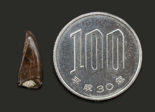 リーズナブルプライスにてご紹介、北米白亜紀後期の地層から採集された獣脚類の前上顎骨歯の歯化石(その5)