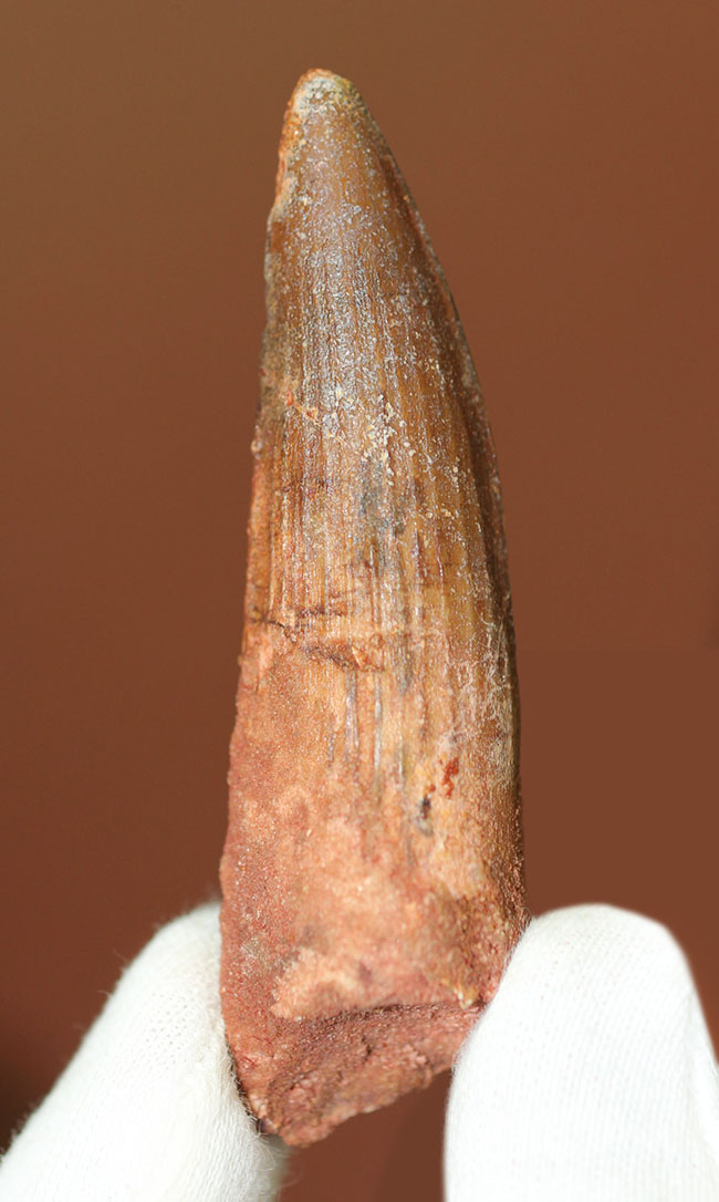 史上最大の動物食恐竜、スピノサウルス(Spinosaurus)のいかにも典型的な歯化石(その1)
