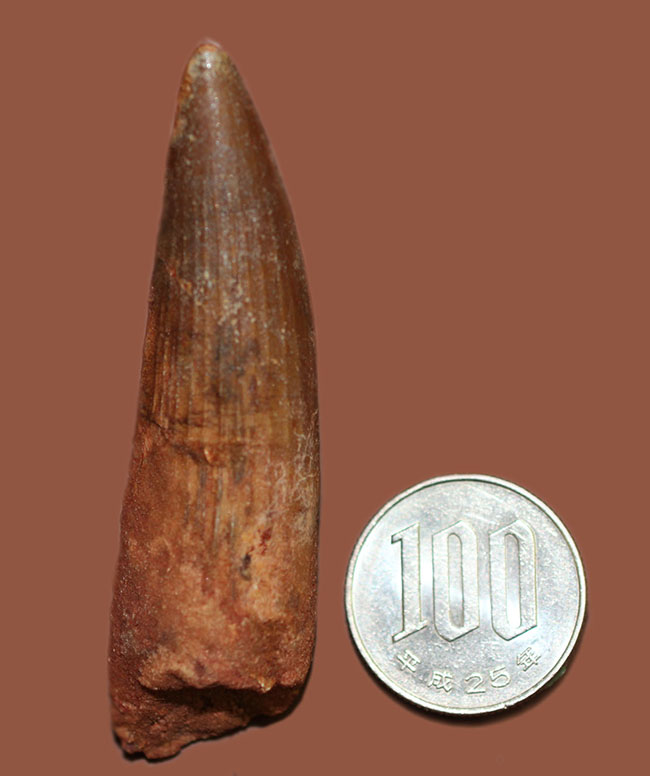 史上最大の動物食恐竜、スピノサウルス(Spinosaurus)のいかにも典型的な歯化石(その12)
