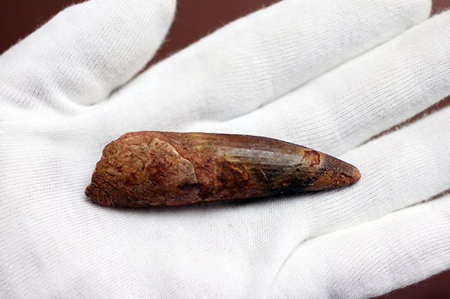 史上最大の動物食恐竜、スピノサウルス(Spinosaurus)のいかにも典型的な歯化石(その4)