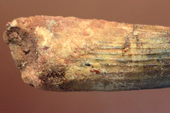 史上最大の動物食恐竜、スピノサウルス(Spinosaurus)のいかにも典型的な歯化石(その5)