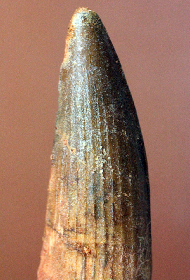 史上最大の動物食恐竜、スピノサウルス(Spinosaurus)のいかにも典型的な歯化石(その7)