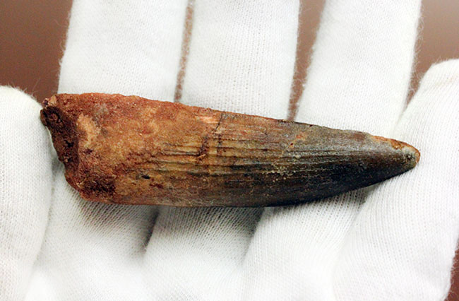 史上最大の動物食恐竜、スピノサウルス(Spinosaurus)のいかにも典型的な歯化石(その8)