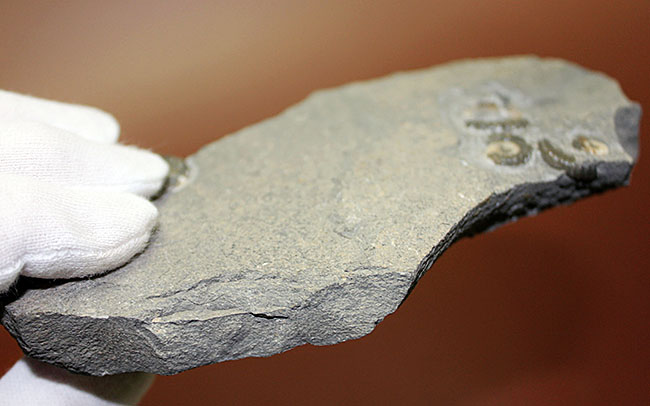 イングランド・ライム・レジス産！メノウ化したプロミクロセラスのマルチプレート標本（その11）