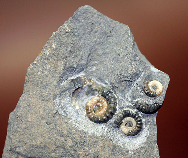 イングランド・ライム・レジス産！メノウ化したプロミクロセラスの