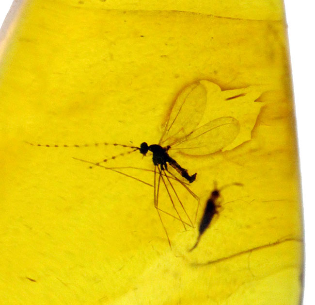 レアなタマバエ科の翅虫が内包されたバルト海産琥珀を使ったペンダントトップ（シルバーチェーン、革紐、高級ジュエリーケース付き）（その5）
