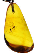 レアなタマバエ科の翅虫が内包されたバルト海産琥珀を使ったペンダントトップ（シルバーチェーン、革紐、高級ジュエリーケース付き）