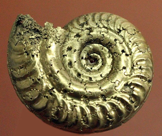 中生代ジュラ紀フランス産の完全に黄鉄鉱（パイライト）化したアンモナイト（Ammonite）（その1）