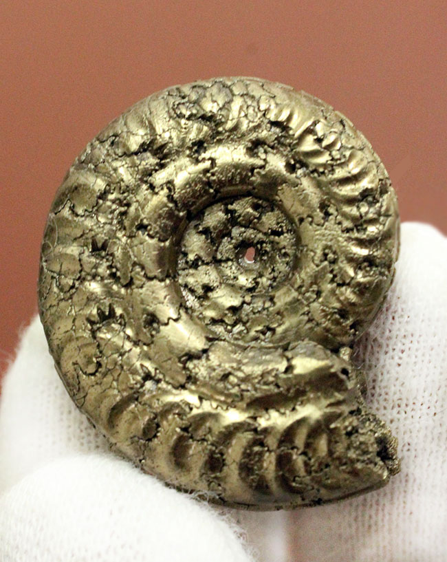 中生代ジュラ紀フランス産の完全に黄鉄鉱（パイライト）化したアンモナイト（Ammonite）（その2）