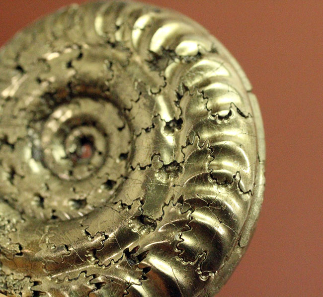 中生代ジュラ紀フランス産の完全に黄鉄鉱（パイライト）化したアンモナイト（Ammonite）（その3）