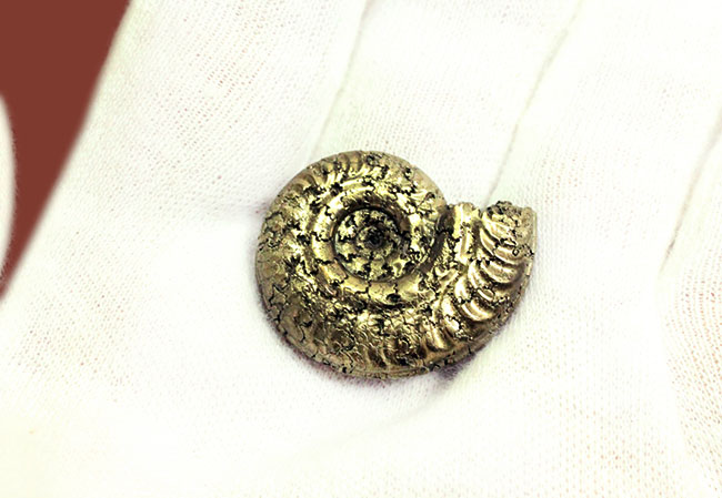 中生代ジュラ紀フランス産の完全に黄鉄鉱（パイライト）化したアンモナイト（Ammonite）（その4）