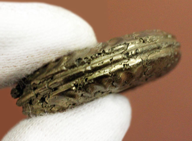 中生代ジュラ紀フランス産の完全に黄鉄鉱（パイライト）化したアンモナイト（Ammonite）（その5）