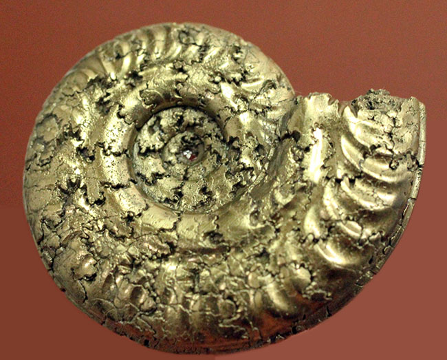中生代ジュラ紀フランス産の完全に黄鉄鉱（パイライト）化したアンモナイト（Ammonite）（その6）