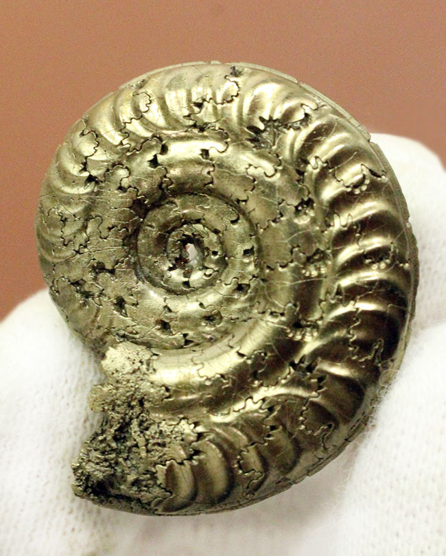 中生代ジュラ紀フランス産の完全に黄鉄鉱（パイライト）化したアンモナイト（Ammonite）（その7）