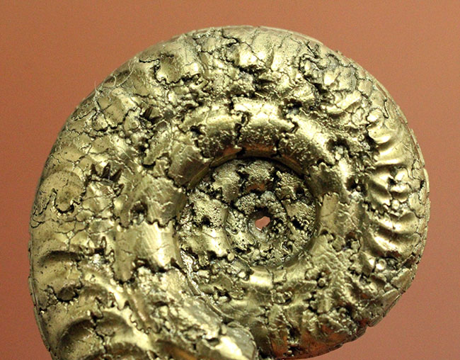中生代ジュラ紀フランス産の完全に黄鉄鉱（パイライト）化したアンモナイト（Ammonite）（その8）