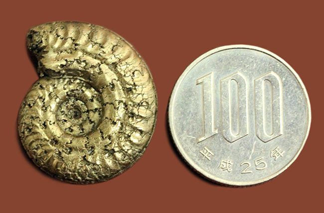 中生代ジュラ紀フランス産の完全に黄鉄鉱（パイライト）化したアンモナイト（Ammonite）（その9）