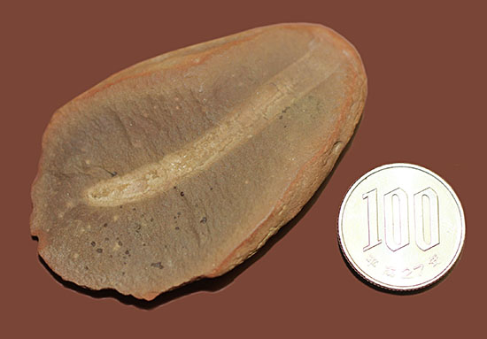古生代石炭紀の虫（ワーム）の化石（Didontogaster cordylina）（その10）