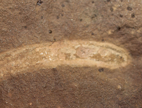古生代石炭紀の虫（ワーム）の化石（Didontogaster cordylina）（その3）