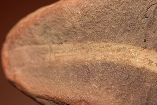 古生代石炭紀の虫（ワーム）の化石（Didontogaster cordylina）（その4）