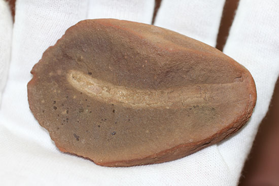 古生代石炭紀の虫（ワーム）の化石（Didontogaster cordylina）（その6）
