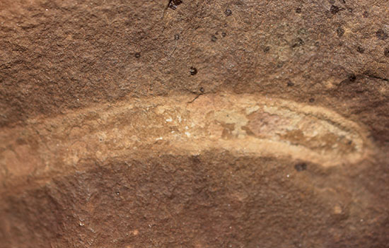 古生代石炭紀の虫（ワーム）の化石（Didontogaster cordylina）（その8）