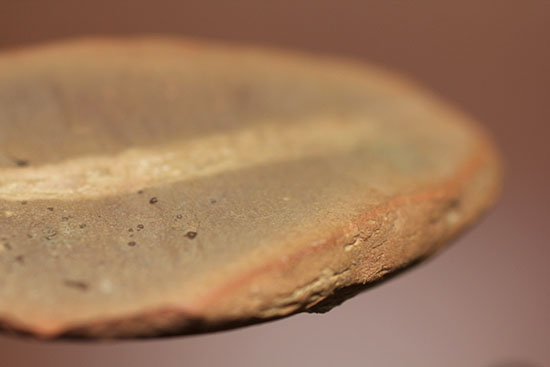 古生代石炭紀の虫（ワーム）の化石（Didontogaster cordylina）（その9）