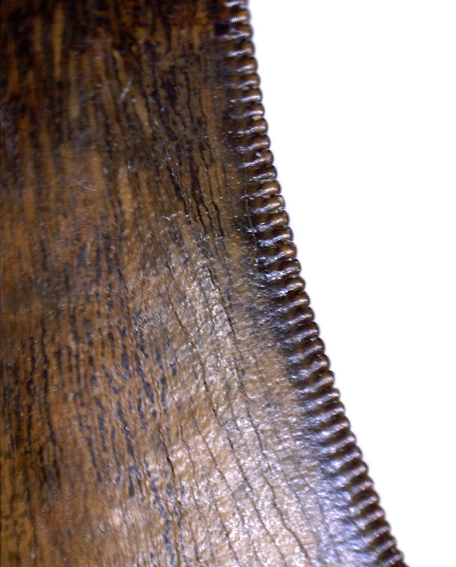最高の保存状態を持つ標本の一つ、セレーション、エナメル質ともに比類なきクオリティ！白亜紀カンパニアン期に棲息していたティラノサウルス科（Tyrannosauride）の歯化石（その10）