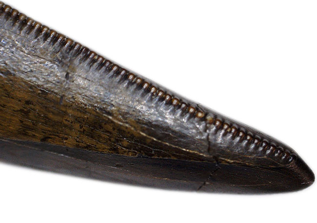 最高の保存状態を持つ標本の一つ、セレーション、エナメル質ともに比類なきクオリティ！白亜紀カンパニアン期に棲息していたティラノサウルス科（Tyrannosauride）の歯化石（その8）