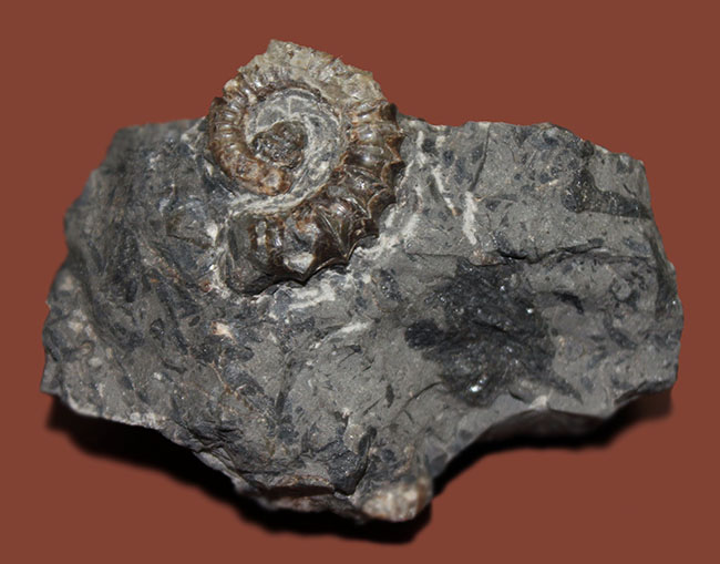 神という種小名を授けられたアンモナイト、アイノセラス・カムイ（Ainoceras kamuy）の成体の化石。北海道産。（その1）