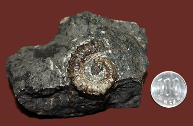 神という種小名を授けられたアンモナイト、アイノセラス・カムイ（Ainoceras kamuy）の成体の化石。北海道産。（その10）