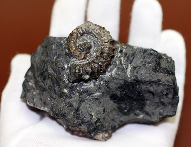 神という種小名を授けられたアンモナイト、アイノセラス・カムイ（Ainoceras kamuy）の成体の化石。北海道産。（その3）