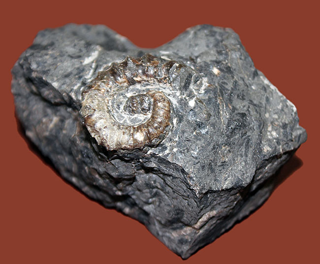 神という種小名を授けられたアンモナイト、アイノセラス・カムイ（Ainoceras kamuy）の成体の化石。北海道産。（その6）