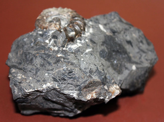 神という種小名を授けられたアンモナイト、アイノセラス・カムイ（Ainoceras kamuy）の成体の化石。北海道産。（その7）