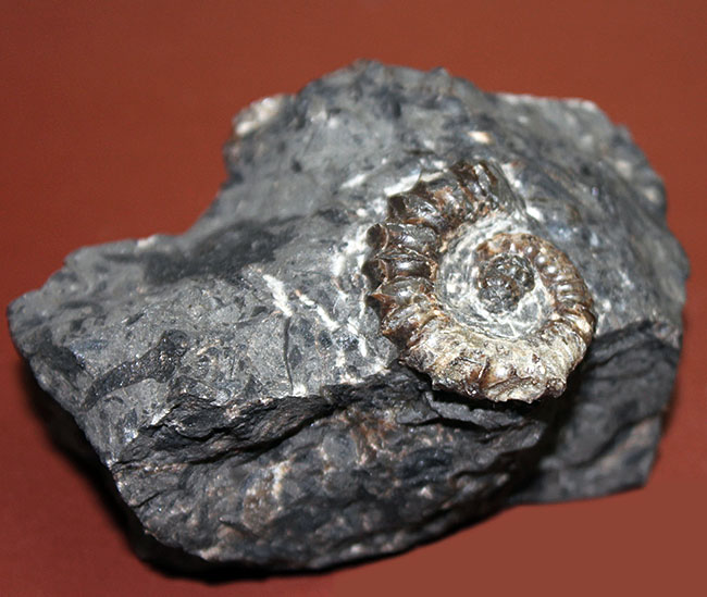 神という種小名を授けられたアンモナイト、アイノセラス・カムイ（Ainoceras kamuy）の成体の化石。北海道産。（その8）