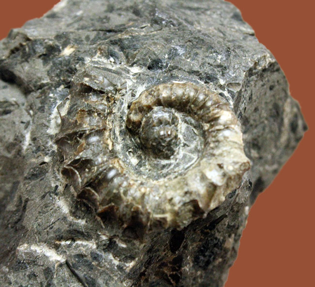 神という種小名を授けられたアンモナイト、アイノセラス・カムイ（Ainoceras kamuy）の成体の化石。北海道産。（その9）
