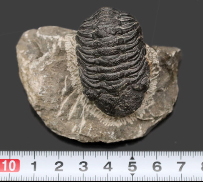 モロッコのデボン紀の地層より採集された三葉虫、リードプス（Reedops）（その10）